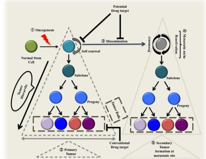 Normal stem cell after acquiring mutations in oncogenes becomes cancer stem cells.