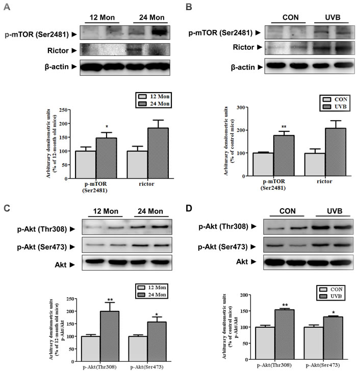 Changes in the expression and activity of mTORC2 in aged skin.