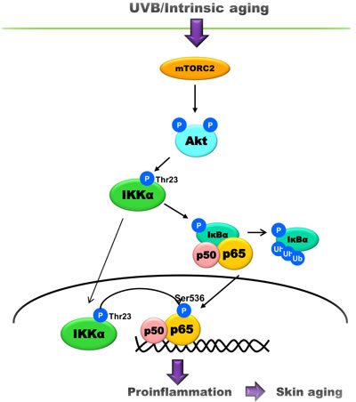 A schematic model showing the underlying mechanism of skin aging.