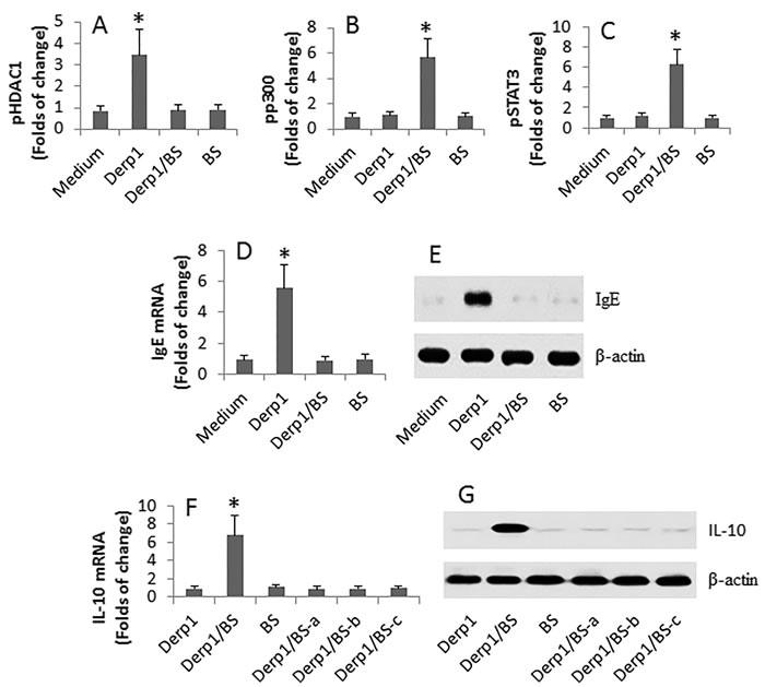 Exposure to Der p 1 and butyrate modulates IgE expression in DerpsBCs.