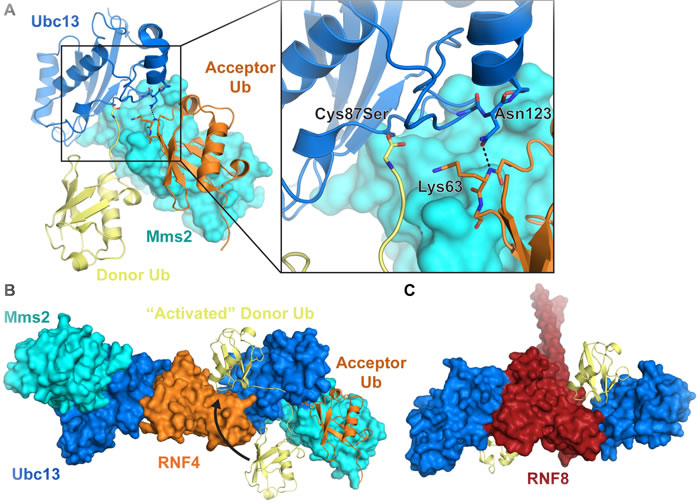 Formation of Lys63-linked ubiquitin chains by Ubc13/Mms2 and a RING E3 ligase.