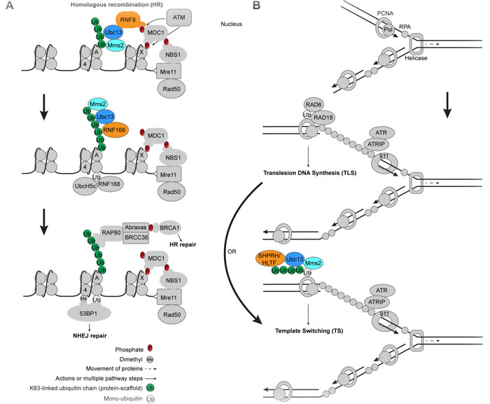 Ubc13 in DNA damage response and tolerance pathways.
