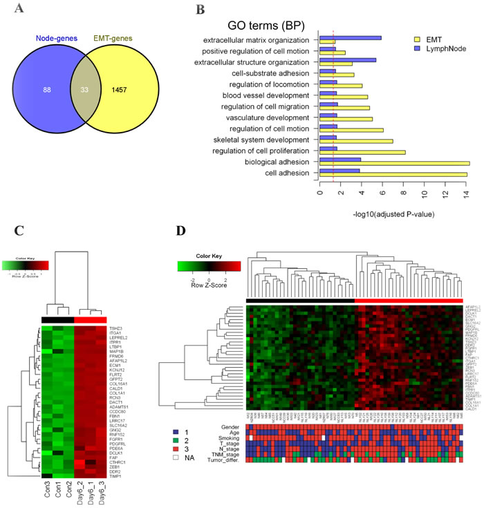 Identification of EMT-related genes in NSMs of lung SCC with lymph node metastasis.