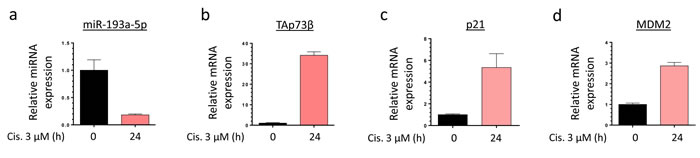 Cisplatin modulates the expression level of the miR-193a-5p, TAp73&#x3b2; and its target-genes in Bone Sarcoma cells.