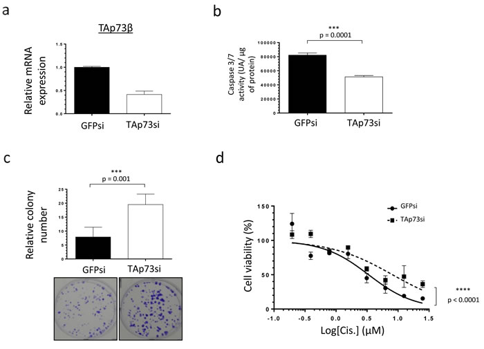 TAp73&#x3b2;-mediated sensitivity of human Bone Sarcomas: regulation of apoptosis and clonogenicity.