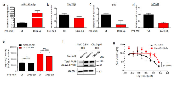 The TAp73&#x3b2;&#x2019;s targeting miR-193a-5p is implicated in the Cisplatin chemoresistance of human Bone Sarcomas.