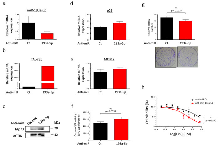 Inhibiting the miR-193a-5p increases the expression of TAp73&#x3b2; and restores the Cisplatin-sensitivity of human Bone Sarcoma cells.