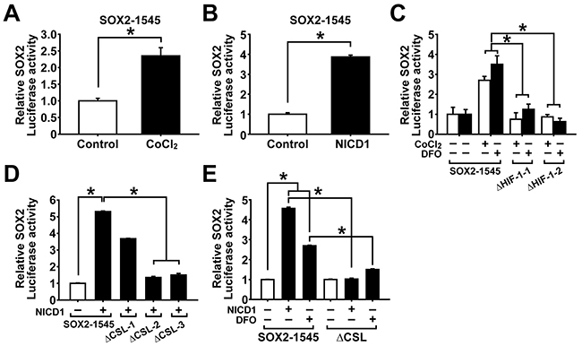 Hypoxia and NOTCH1 signaling increase SOX2 promoter activity.