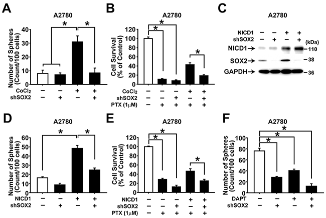 NOTCH1 and SOX2 are important for maintaining CSC properties in ovarian cancer cells.