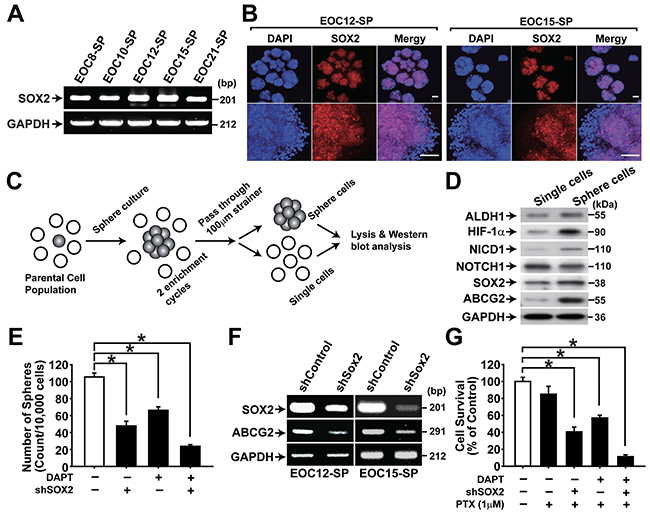 NOTCH1 and SOX2 are important for maintaining CSC properties in primary ovarian cancer cells.