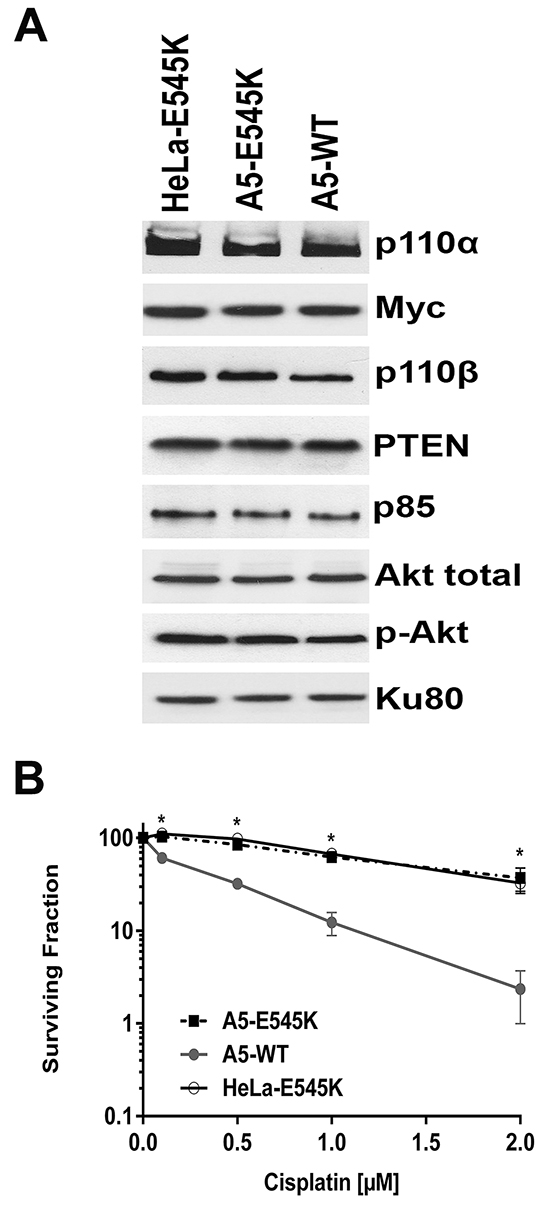 HeLa cells stably expressing both PIK3CA-E545K and PIK3CA-WT are resistant to cisplatin