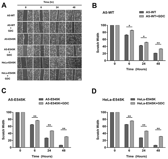 Stable cells expressing PIK3CA-E545K have a more migratory phenotype that is reversed by GDC-0941