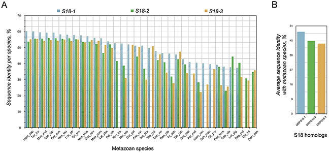 Percentage similarity between S18 orthologs of different species.