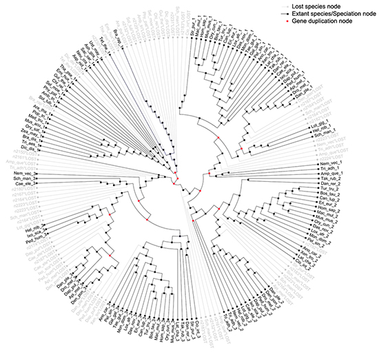 Most parsimonious reconciliation between eukaryotic S18 consensus gene tree and species tree.