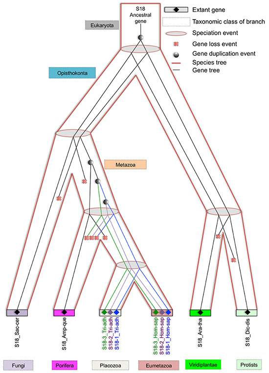 Evolving eukaryotic S18 consensus gene tree inside species tree.