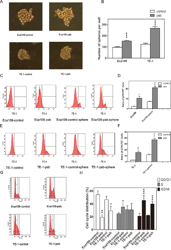 HPV16 E6-E7 promotes spherogenesis ability and reduces G0/G1 cell cycle arrest in ESCC cells.