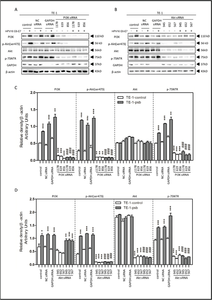 HPV16 E6-E7 increased p75NTR expression through PI3K/Akt signaling pathway in TE-1 cells.