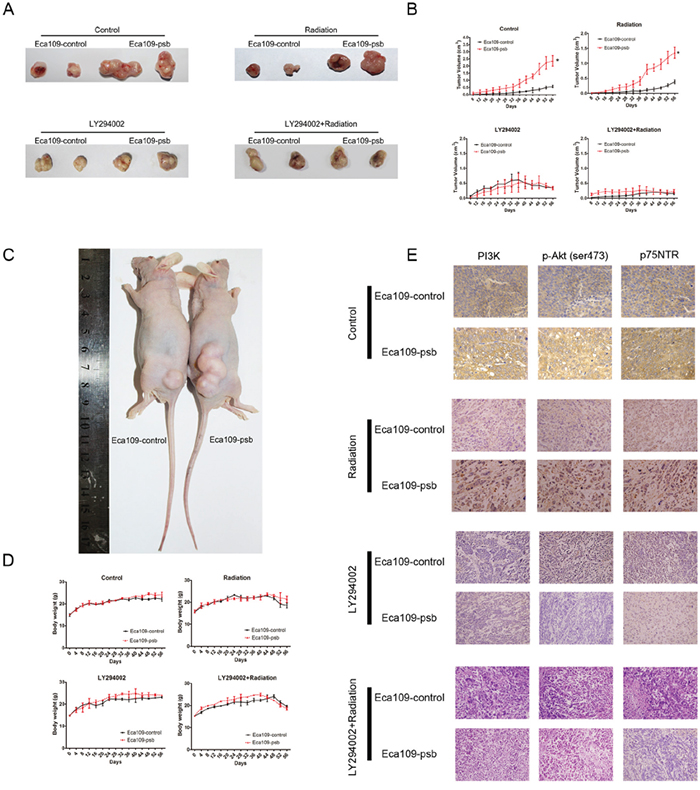 HPV16 E6-E7 promotes ESCC cells progress and radioresistance in vivo which are blocked by LY294002 via PI3K/Akt pathway.