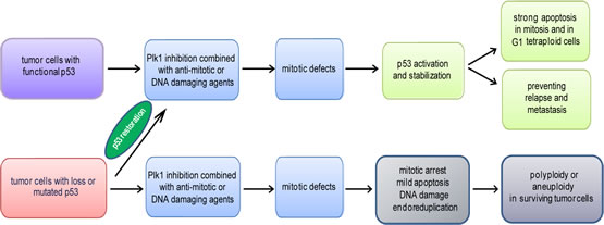 Figure 3:Schematic illustration of the impact of the p53 status on the efficacy of Plk1 inhibition.