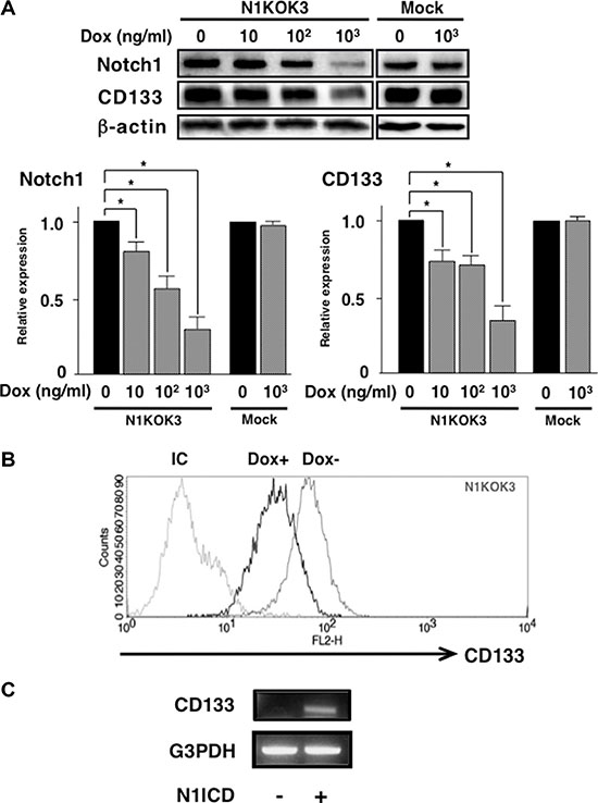 Silencing Notch1 led to reduced CD133 expression.
