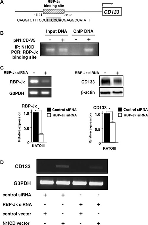 Activated-Notch1 binds to RBP-J&#x03BA; binding site in CD133 promoter.