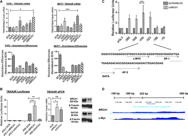 TBXA2R is negatively regulated by BRCA1.