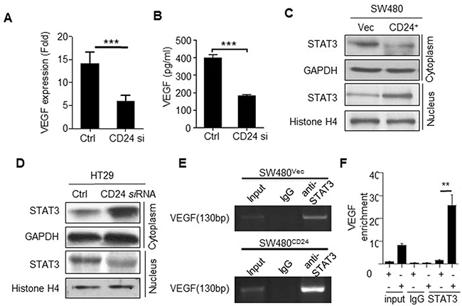 CD24- affected VEGF expression depending on the STAT3-mediated transcription.
