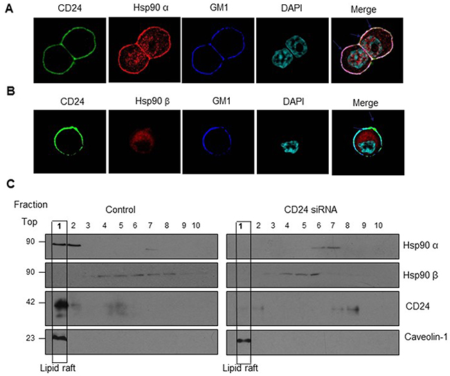 Co-localization of Hsp90&#x03B1; and CD24 in lipid raft.