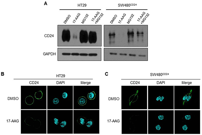 Hsp90 stabilized CD24 in CRC cells.