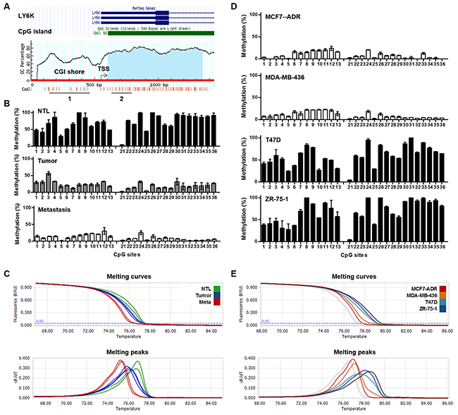 Methylation of LY6K in breast tumors and cancer cell lines.