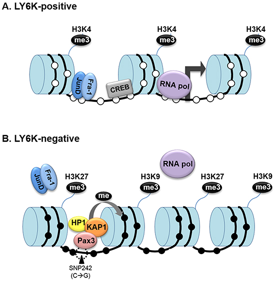 Dynamic epigenetic modification of LY6K influences the LY6K gene activity.
