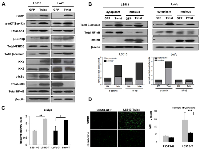 Twist1 activated the AKT signaling pathway in MSS LS513 and MSI LoVo colon cancer cell lines.