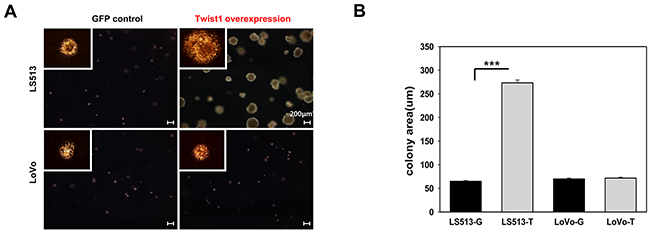 Twist1 enhanced colony formation in MSS LS513 cells compared to in MSS LoVo cells.