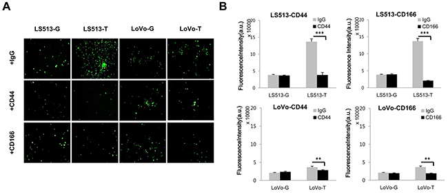 Invasion assay was performed by adding neutralizing antibodies against CD44 and CD166 in MSS LS513 and MSI LoVo colon cancer cell lines.