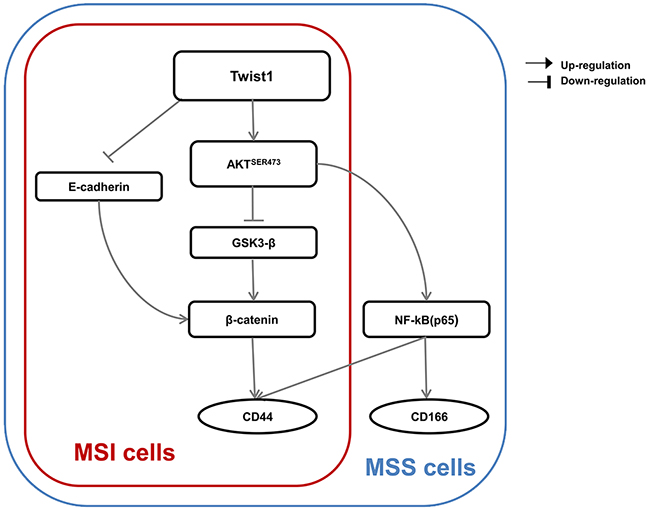 A proposed model for a Twist1-induced EMT signaling pathway according to MSI status is presented.