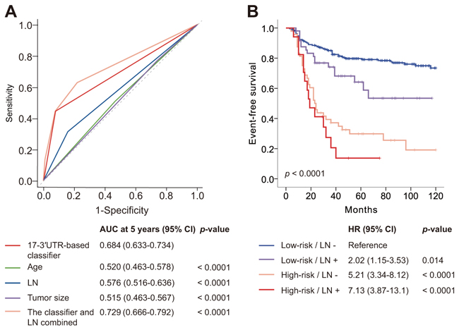Time-dependent ROC curves compare the prognostic power of the 17-3&#x2032;UTR-based classifier with clinicopathological risk factors, and Kaplan&#x2013;Meier survival analysis for patients stratified by the classifier and lymph node status.