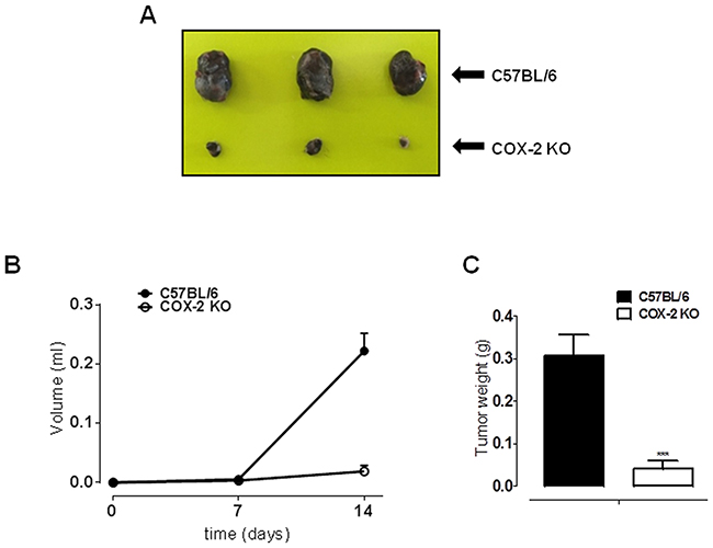 COX-2 is essential for melanoma development in mice.