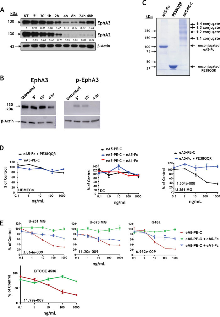 EA5-Fc based anti-GBM cytotoxin.