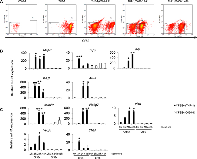 Gene expression by THP-1 cells or NPC cells during contact co-culture.