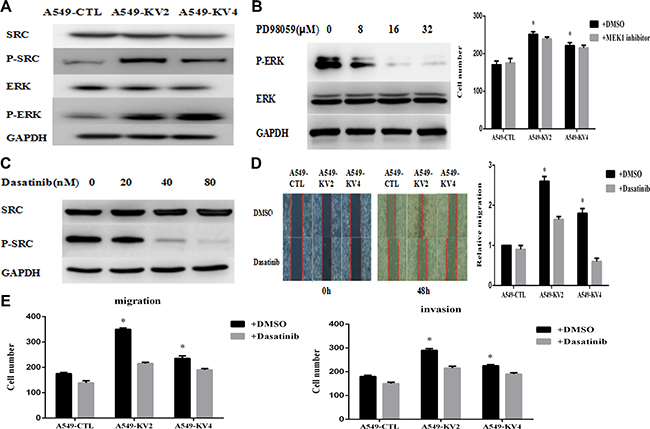 Signaling pathway involved in the migration and invasion of KIF5B-RET positive cells.