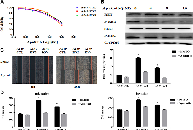 Apatinib inhibited cell proliferation, migration and invasion of KIF5B-RET transfected A549 cells.