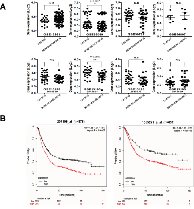 Correlation between tumorigenesis and hTERT expression in gastric cancer patients.