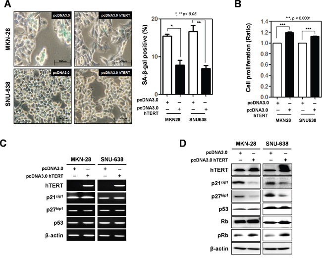 Overexpression of hTERT altered the cell proliferation and cellular senescence of gastric cancer cells.