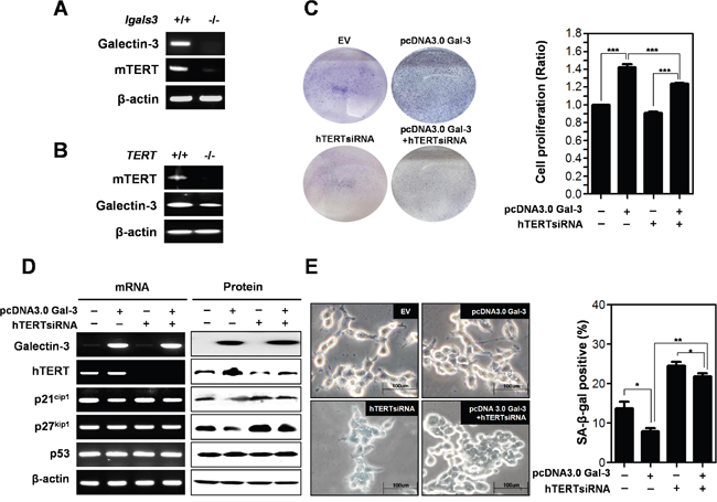 Detection of expression level of mTERT in galectin-3 knockout mouse embryo fibroblasts (lgals3-/- KO MEFs) and expression level of galectin-3 in mTERT knockout mouse embryo fibroblasts (TERT KO MEFs)