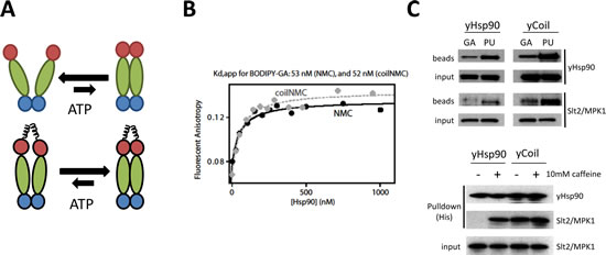 Both GA and PU can access Hsp90 whose N domains are in close proximity but are not dimerized.