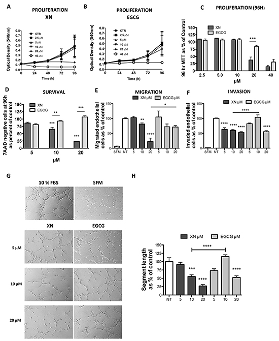 Comparison of anti-angiogenic effects of XN and EGCG.