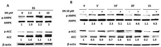 AMPK activation by XN in human endothelial cells.