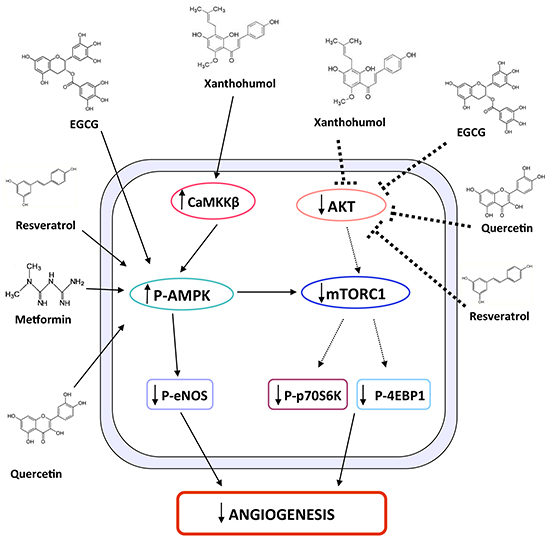 Schematic representation of XN-induced molecular pathways leading to anti-angiogenic effects.