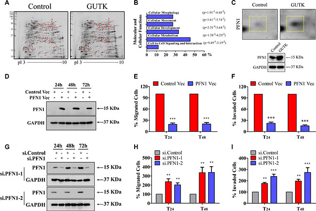 PFN 1 mediates GUTK action on HCC cell motility.