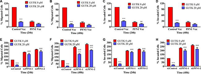 The effect of GUTK on HCC cell motility is diminished when PFN1 was either over-expressed or knocked-down.